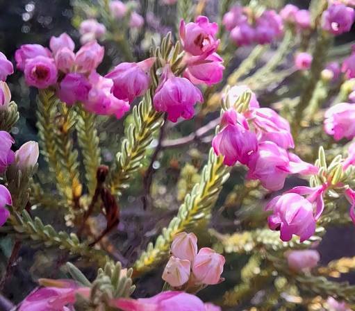 Erica baccans flowers